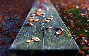 gray wooden plankl, red leaves, leaves HD wallpaper
