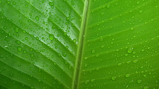 green leaf, leaves, green, water HD wallpaper
