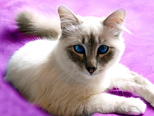 white and black Siamese cat laying down on purple mat