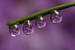 reflection of pink flowers through four water droplets