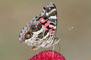 depth of field photography white, brown, and pink butterfly perched on red flower