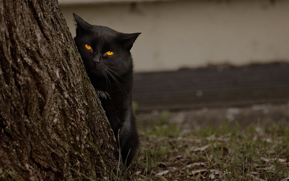 black cat beside on black wood HD wallpaper