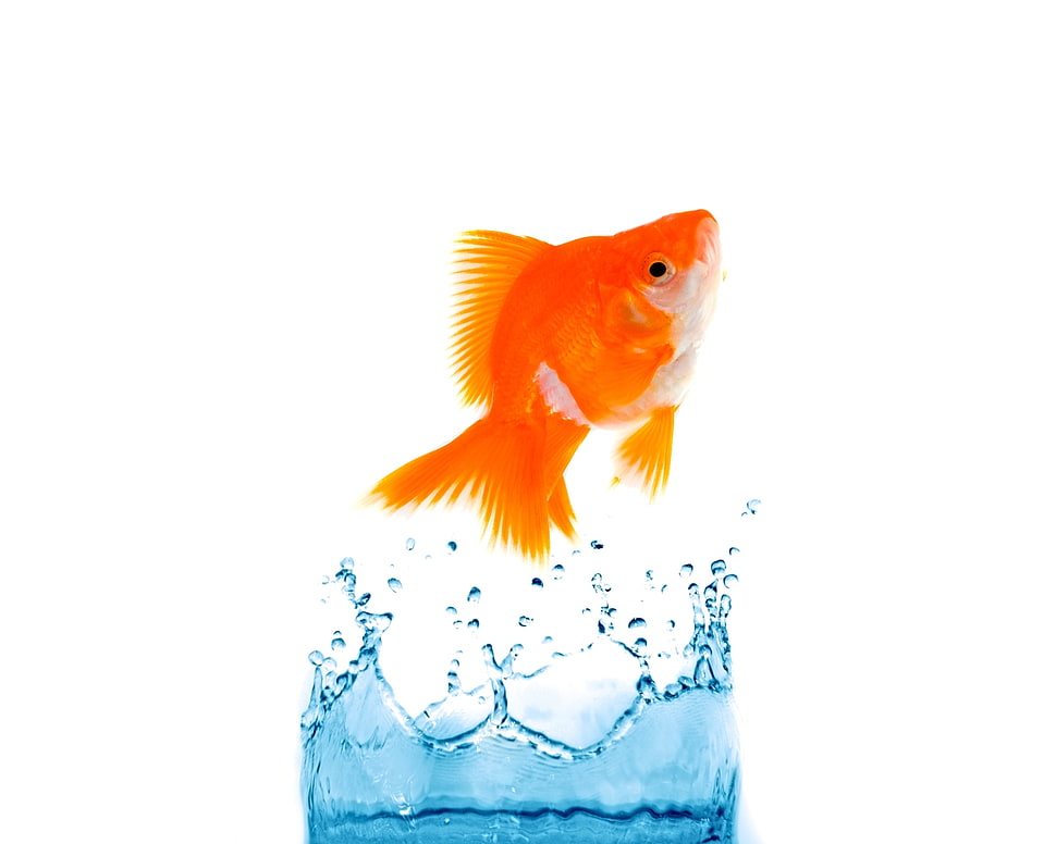 macro shot of gold fish HD wallpaper