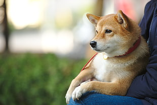 dog with red leash on person's lap HD wallpaper