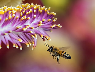 close up focus photo of a Honey Bee flying near purple-and-yellow flower