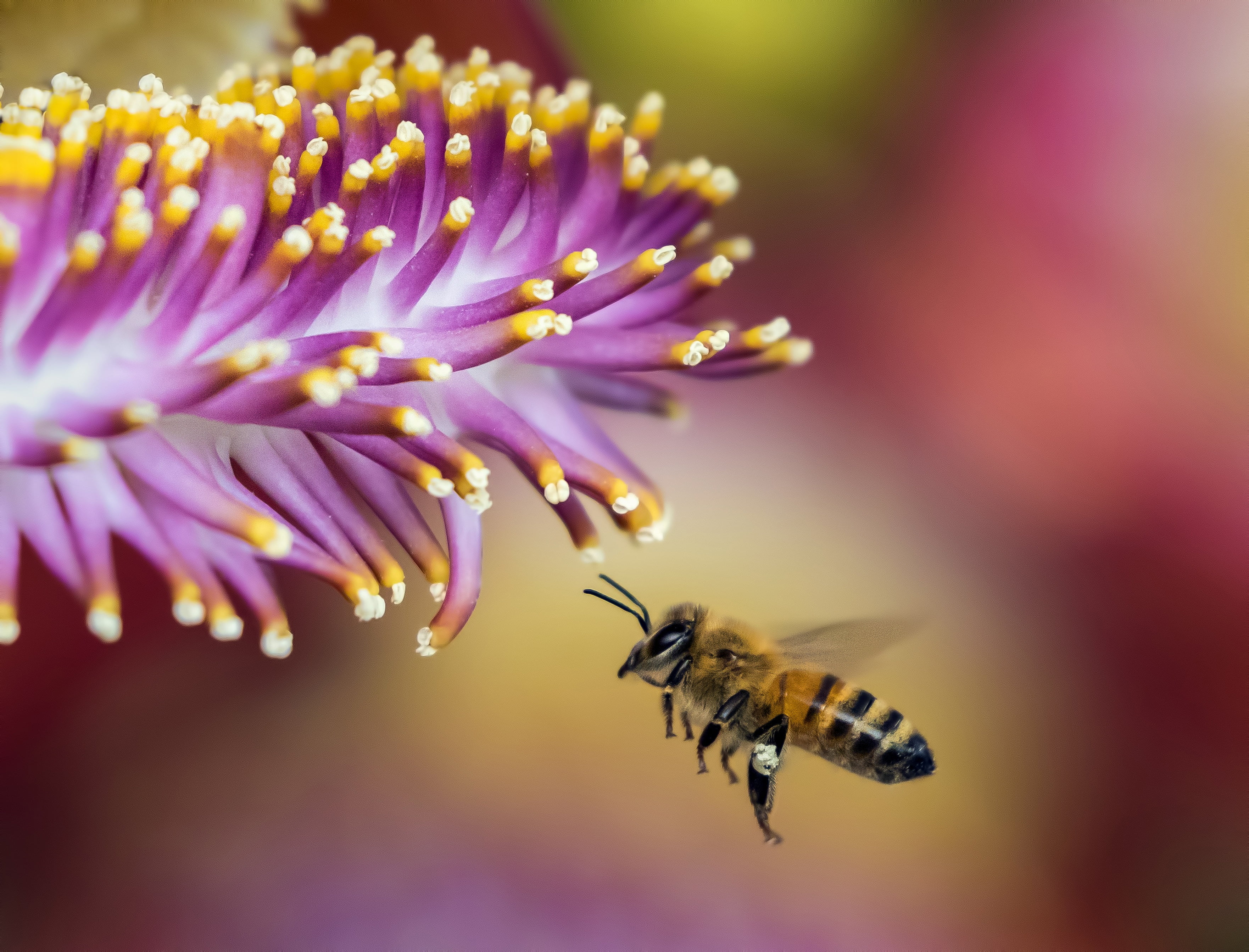 Нектар фото. Пчела с нектаром. Пчела с пыльцой и нектаром. Пчелки на цветах. Пчела Макросъемка.