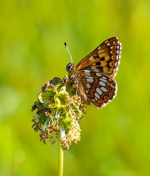 brown and black butterfly on green flower, burgundy