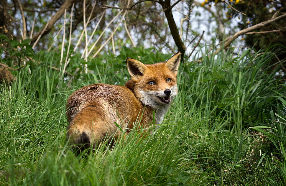 red fox walking on grass field during daytime close-up photo, flo HD wallpaper