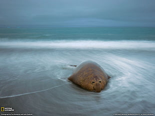 brown sea creature, elephant seal, animals, National Geographic HD wallpaper