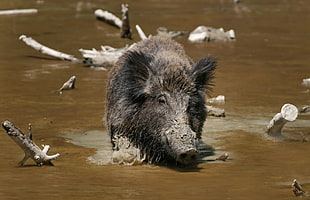 brown boar during daytime