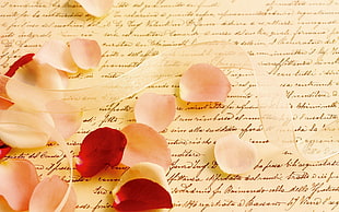 white and red Rose petals on white printer paper