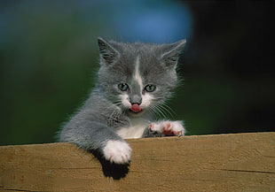 gray and white bi-color kitten on wooden board