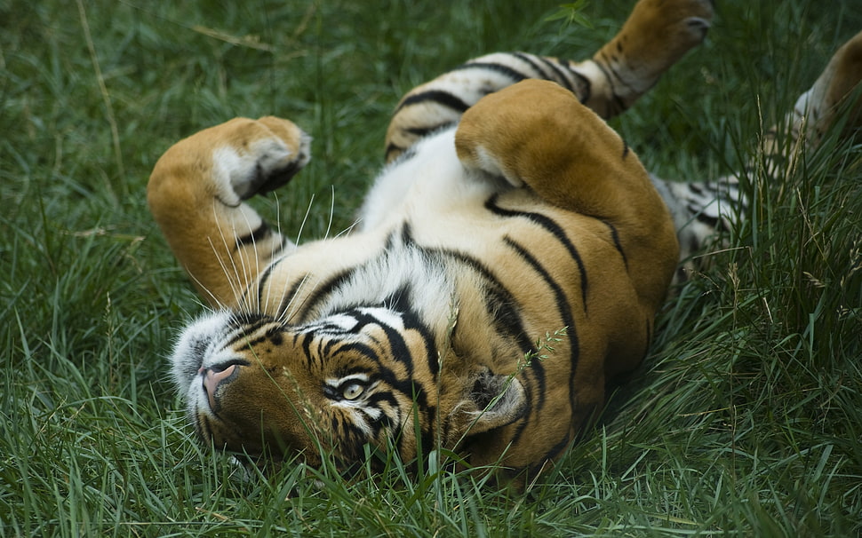 tiger lying on green grass field during daytime HD wallpaper