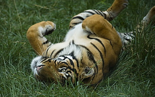 tiger lying on green grass field during daytime