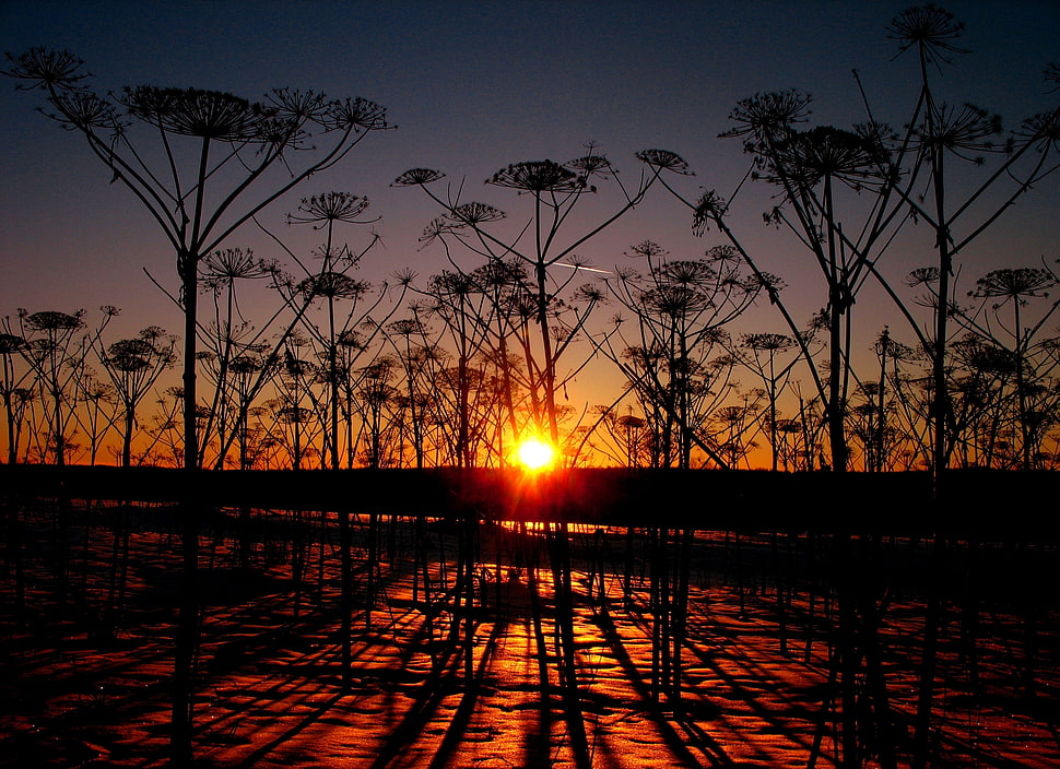 bare trees in golden hour photography HD wallpaper
