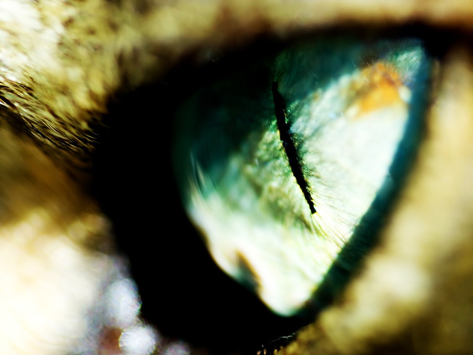 cat eye, eyes, macro, animals HD wallpaper