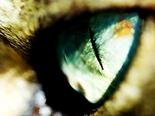 cat eye, eyes, macro, animals