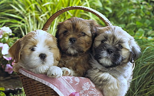 three long-coated puppies HD wallpaper