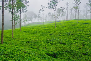 grass field, tea plant HD wallpaper
