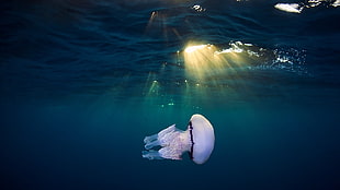 pink jellyfish, jellyfish, underwater, animals, sun rays HD wallpaper