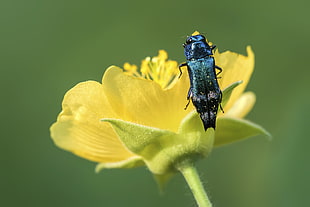 black insect on yellow petaled flower, beetle