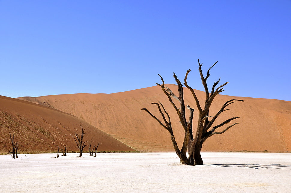 dead tree on white sand surrounded by mountains HD wallpaper