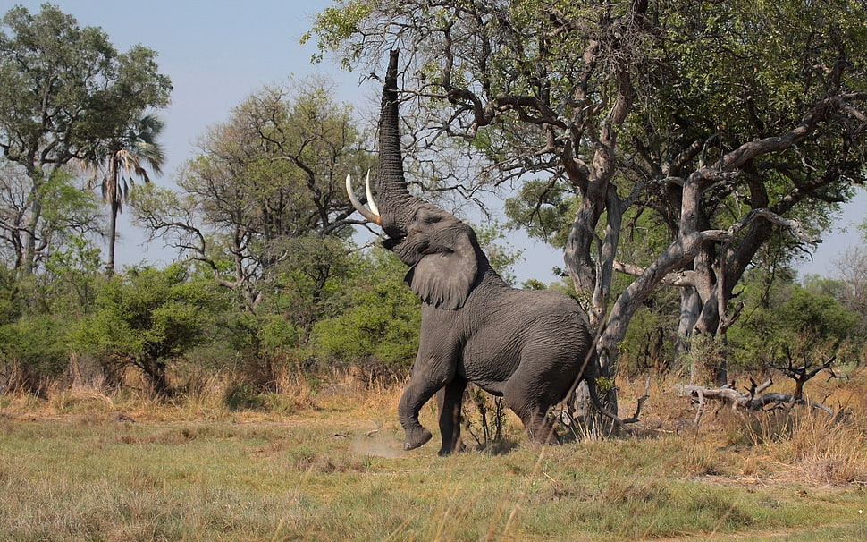 gray elephant standing beside green leaf tree HD wallpaper