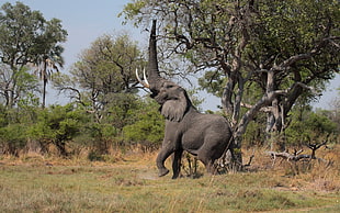 gray elephant standing beside green leaf tree
