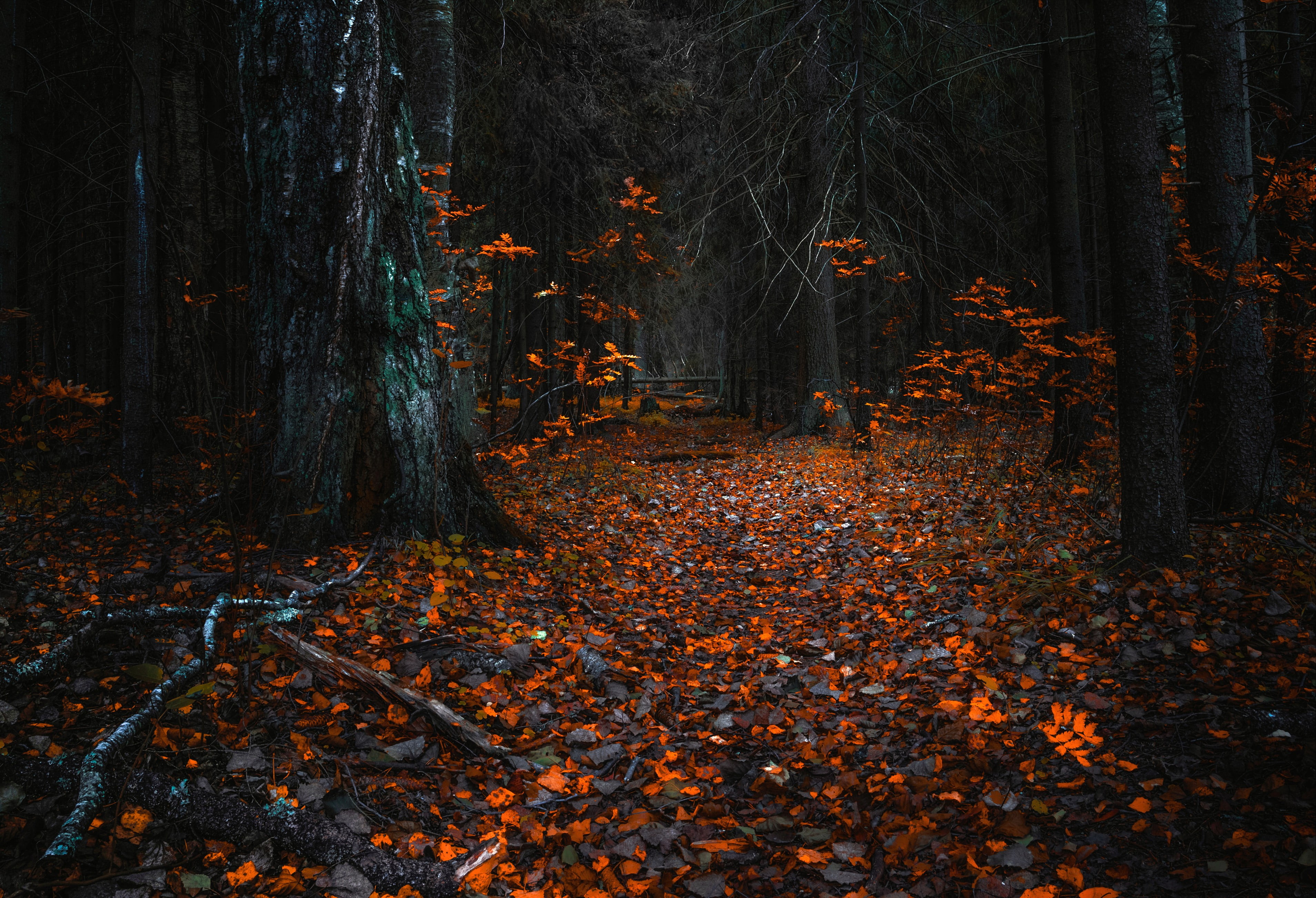 gray trees, landscape, forest, nature, dark