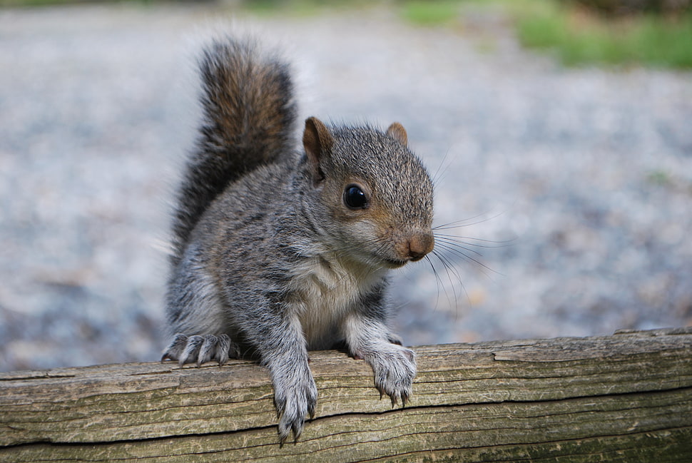 gray squirrel, Squirrel, Rodent, Timber HD wallpaper