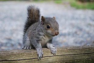 gray squirrel, Squirrel, Rodent, Timber