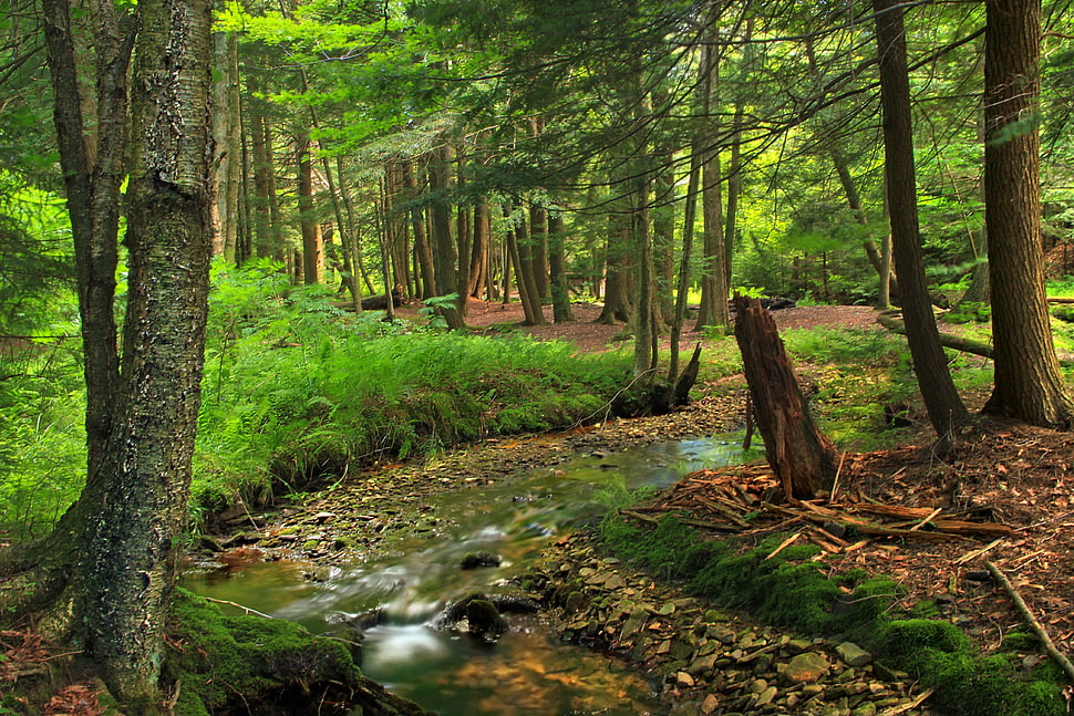 green forest trees during daytime HD wallpaper