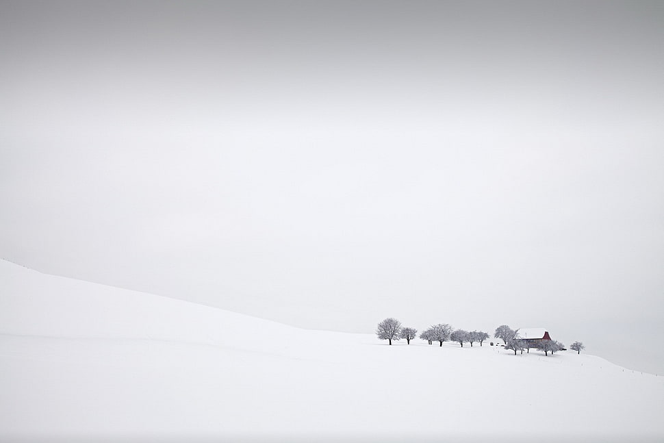leafless tree, landscape, snow HD wallpaper