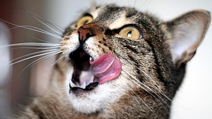 close view of brown tabby cat licking mouth