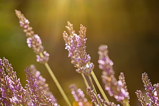 selective focus photography of a purple leaf grass field HD wallpaper