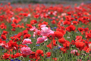 field of red petaled flowers