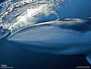 blue whale, nature, whale, National Geographic, animals HD wallpaper