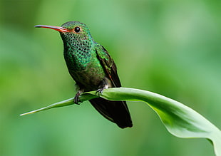 hummingbird perched on green leaf