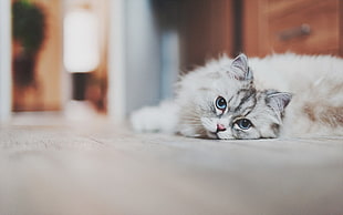 short-fur gray cat, cat, animals, blue eyes, white HD wallpaper