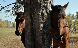two brown horse beside brown tree