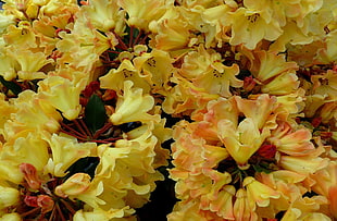 brown petaled flowers HD wallpaper