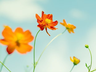 orange flowers, flowers, yellow, orange, sky