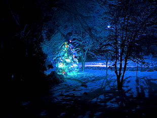 photo of pine tree with Christmas lights during night time