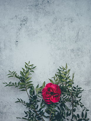 red petal flower, Wild rose, Rose, Flower HD wallpaper