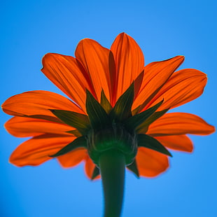 orange petaled flower, thuya