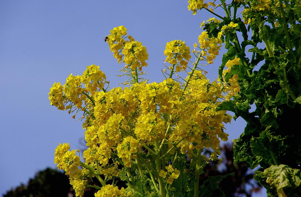 selective focus photography of yellow petaled flower HD wallpaper