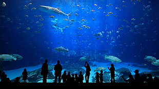 shoal of fish, underwater, silhouette, fish, aquarium HD wallpaper