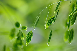 green leaf with rain drops HD wallpaper