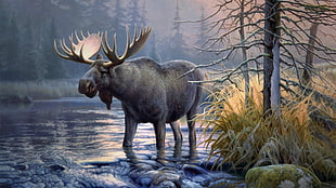 gray antelope at river digital wallpaper, elk, animals, moose