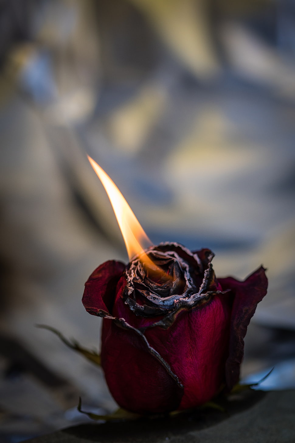maroon rose, Rose, Fire, Bud HD wallpaper